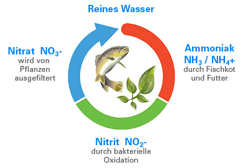 Nitrogen-Circle